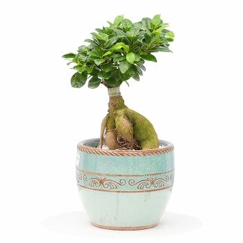 Cây si bonsai